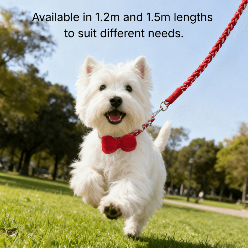 Ensemble collier et laisse tissés à la main pour chien