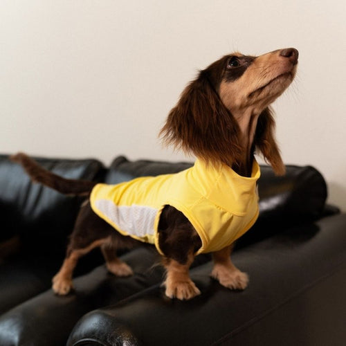 Dachshund Cooling Summer Clothing