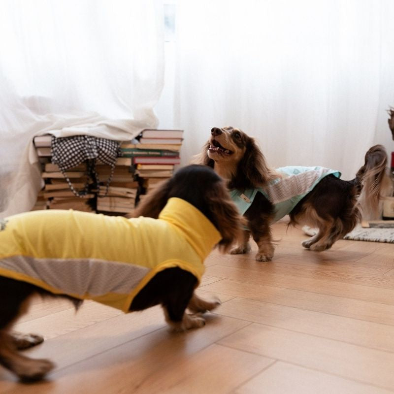 Dachshund Cooling Summer Clothing