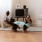 Dachshund Cooling Summer Clothing
