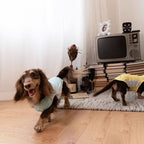 Dachshund Cooling Summer Clothing