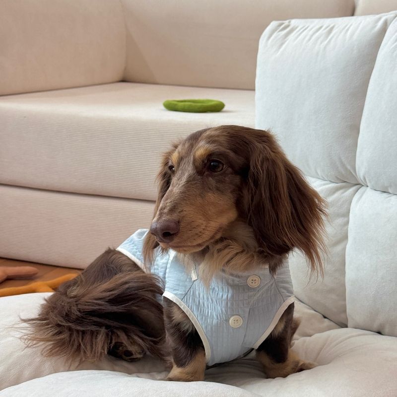 Dachshund Summer Breathable Vest