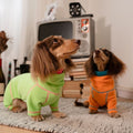 Dachshund wearing a waffle knit pullover