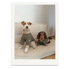 Dachshund Windproof Outdoor Jacket