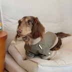 Dachshund Windproof Outdoor Jacket