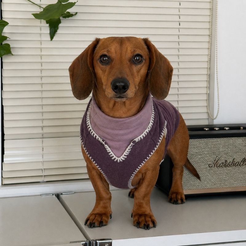 Dachshund Winter Knit Vest