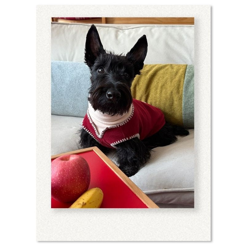 Dachshund Winter Knit Vest