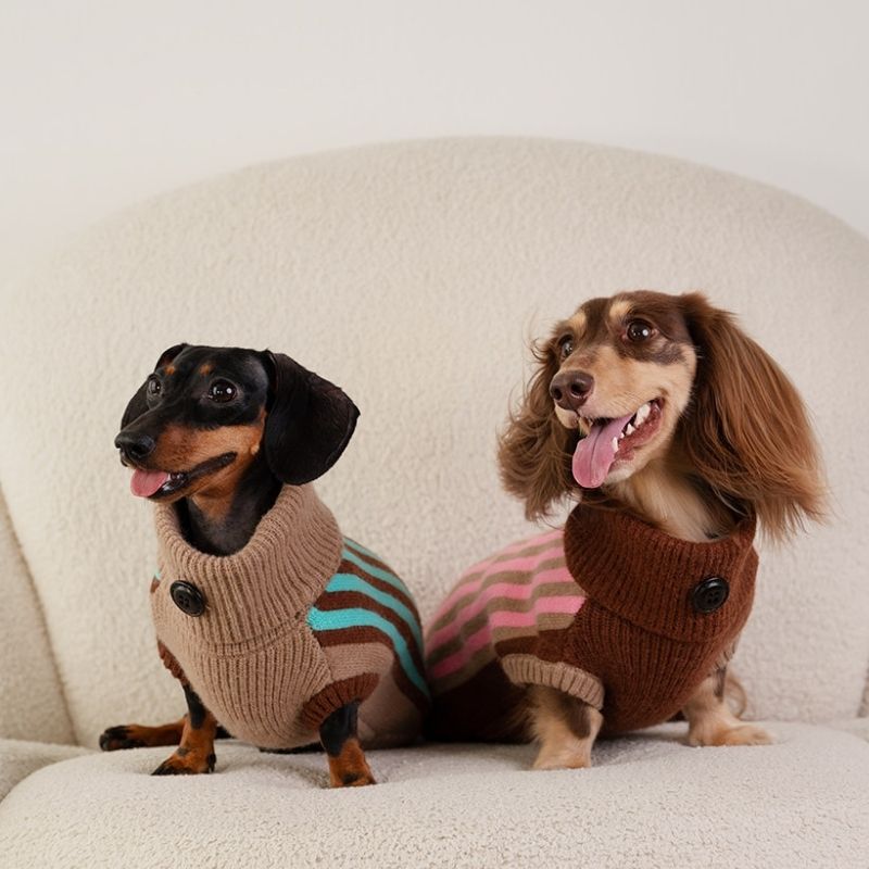 Dachshund wearing a warm winter sweater vest