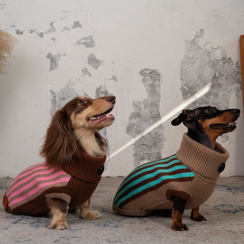 Warm clothes for dachshunds in cold weather