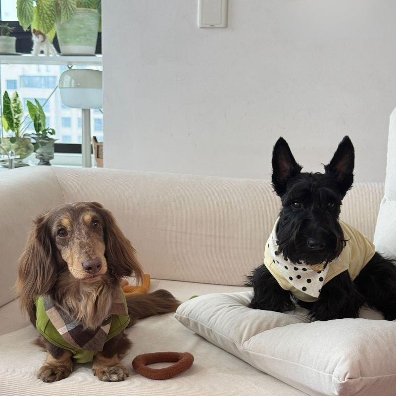 Dachshund Summer Knit Color-Block Vest